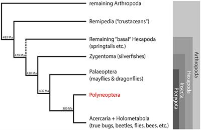 Evolution of Neuropeptide Precursors in Polyneoptera (Insecta)